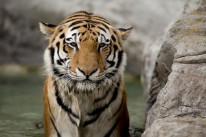 tiger pic hd