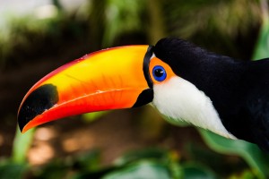 toucan bird wallpaper