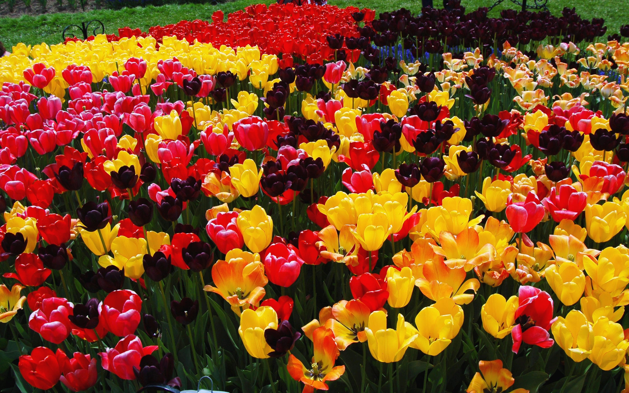 tulip flower garden - HD Desktop Wallpapers | 4k HD
