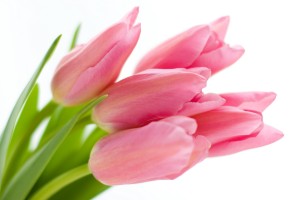 tulips background pink