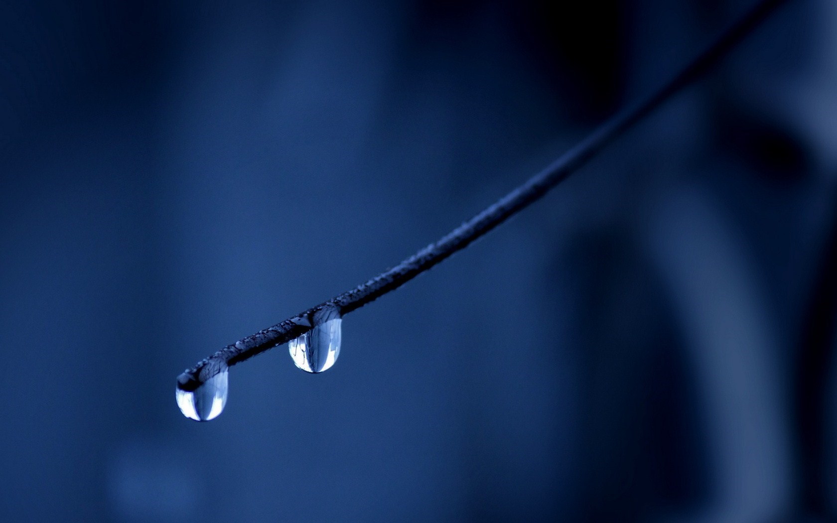 water drops branch picture