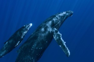 whale family