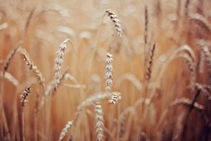 wheat field images hd