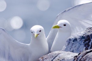 white birds pictures