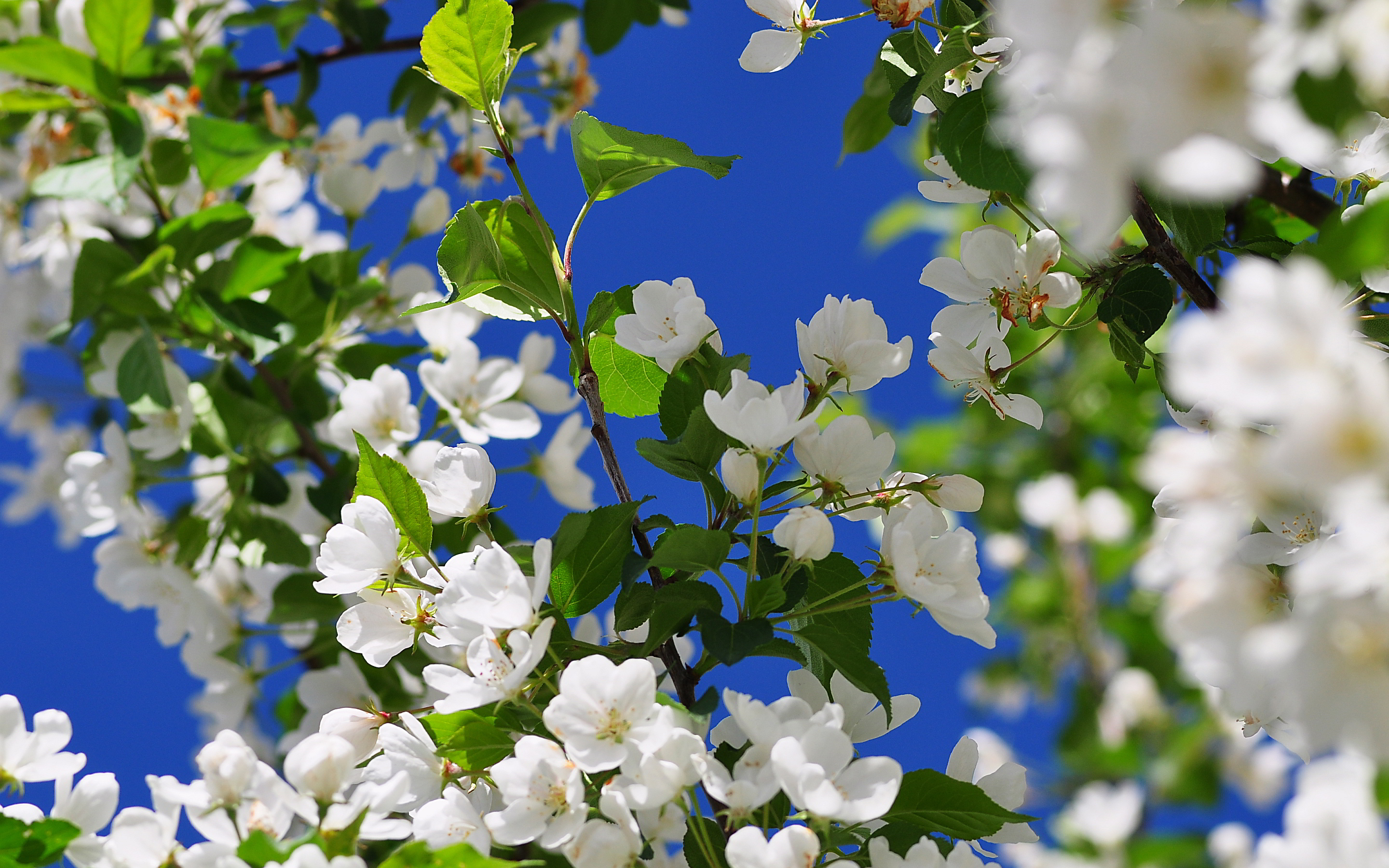 white blossoms spring season