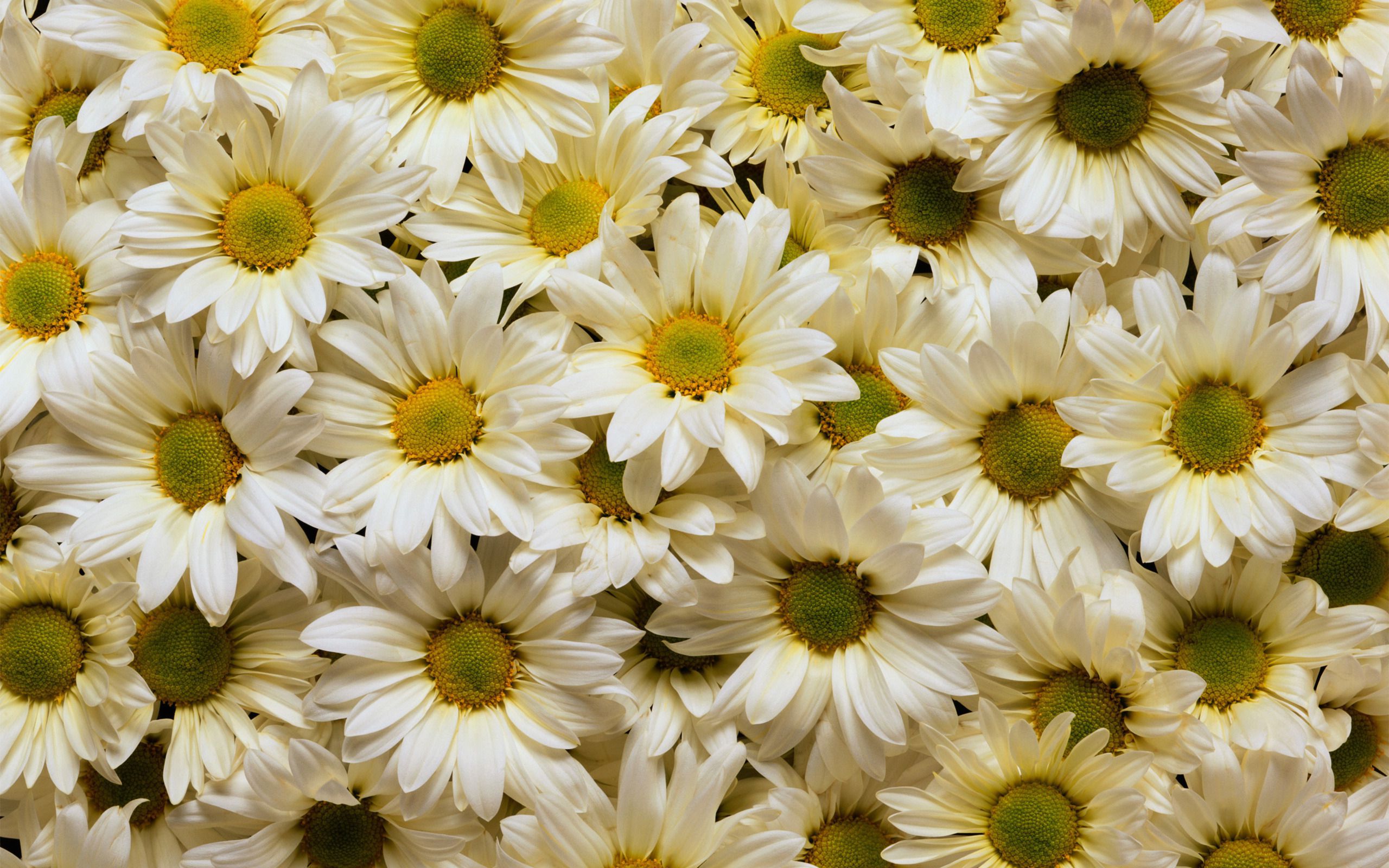 white daisies nature