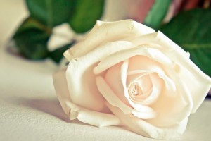 white rose hd