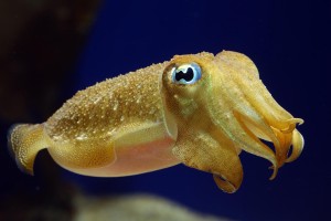 yellow cuttlefish beautiful