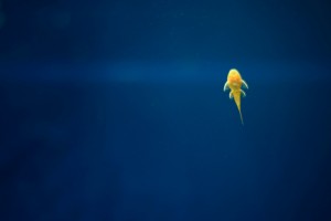 yellow fish beautiful