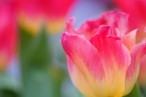 yellow pink tulip