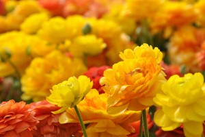 yellow red flowers hd