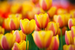 yellow tulip flower pictures