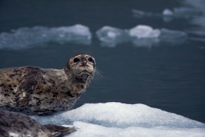 a picture of a seal