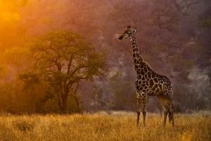 africa safari 1080p