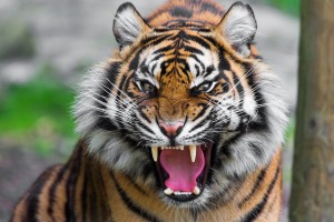angry tiger wallpapers nature