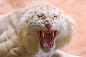 angry white tiger