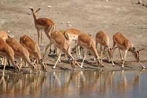 antelope wild