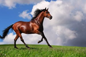 arabian horse hd