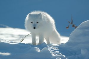 arctic fox hd