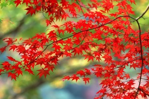 autumn leaves beautiful hd