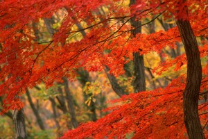 autumn wallpaper red leaves