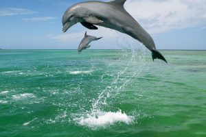 baby dolphin wallpaper