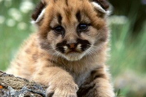 baby mountain lion