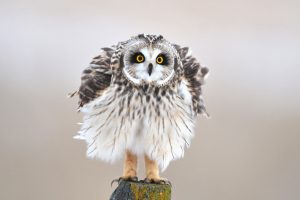 baby owl wallpaper