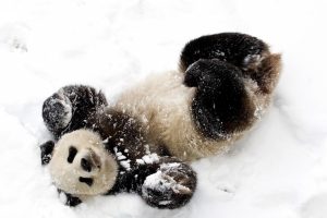 baby panda cute