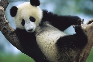 baby panda cute A2