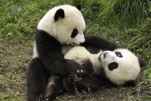 baby panda cute A3