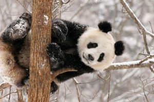 baby panda cute A5