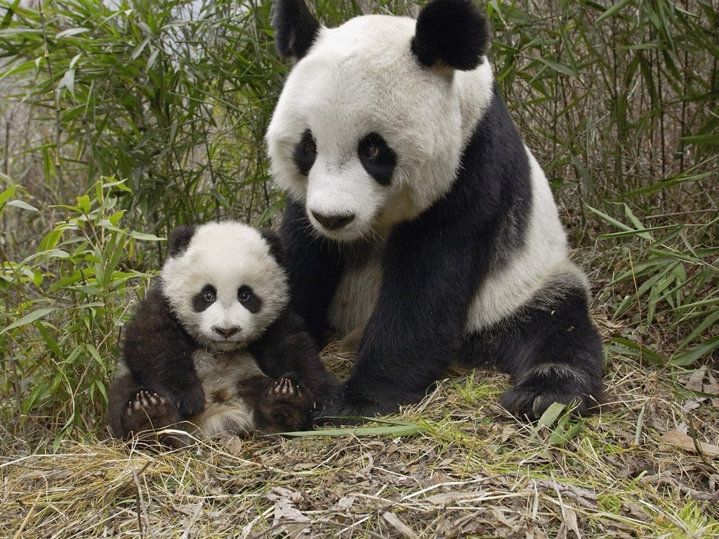 baby panda cute A6