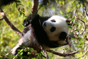 baby panda cute A7