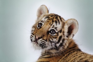 baby tigers wallpaper