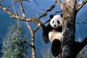 background panda