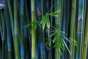 bamboo wallpaper A3