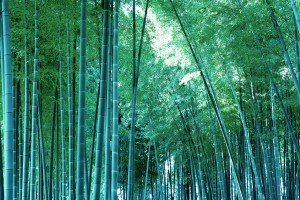 bamboo wallpaper A5