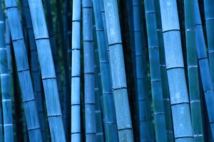 bamboo wallpaper forest