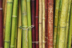 bamboo wallpaper trees