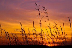 barley wallpaper sunset
