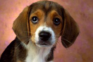 beagle adorable