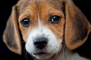 beagle dog breeds