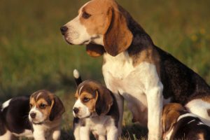 beagle family