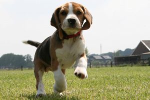 beagle images
