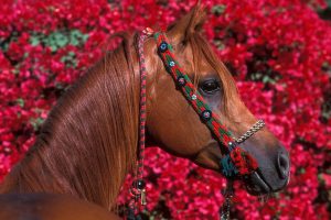 beautiful horse wallpaper