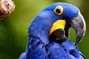 beautiful parrots images