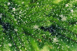 beautiful pine