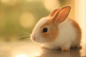 beautiful rabbit pictures