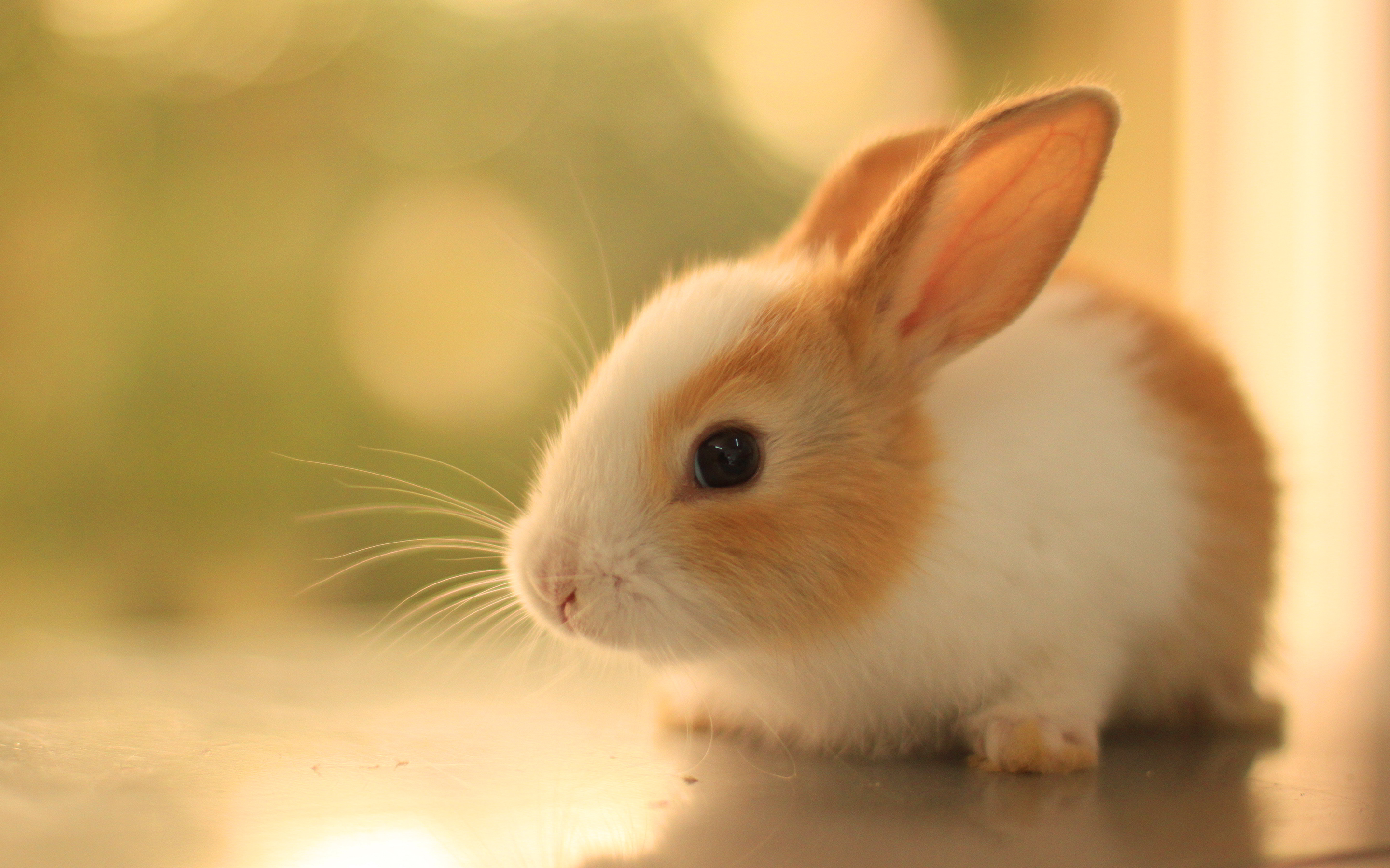 beautiful rabbit pictures